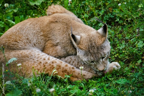 Close up of a brown lynx on a green meadow cleaning its fur
