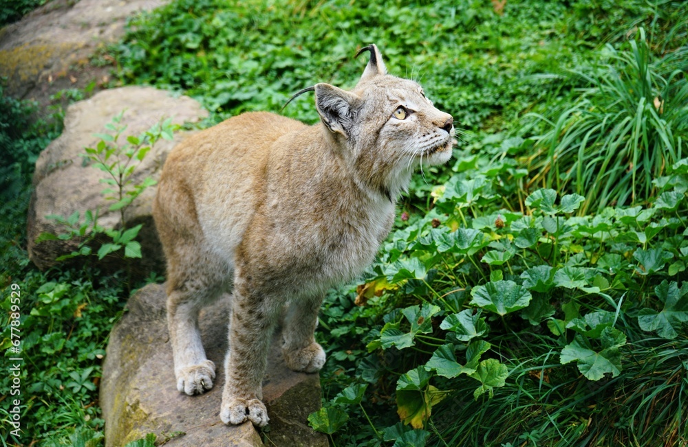 Close up of a lynx on green meadow attentively pursuing its prey Close up of a lynx on green meadow attentively pursuing its prey