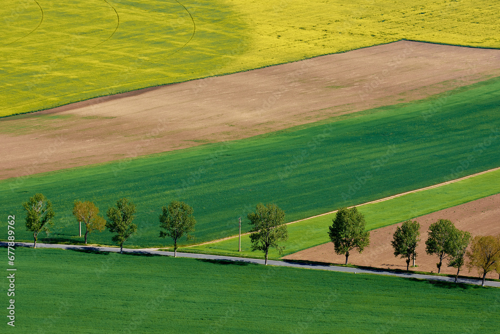agricultural crops in the spring in the field