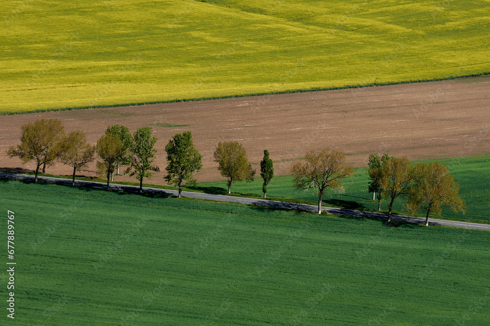 agricultural crops in the spring in the field