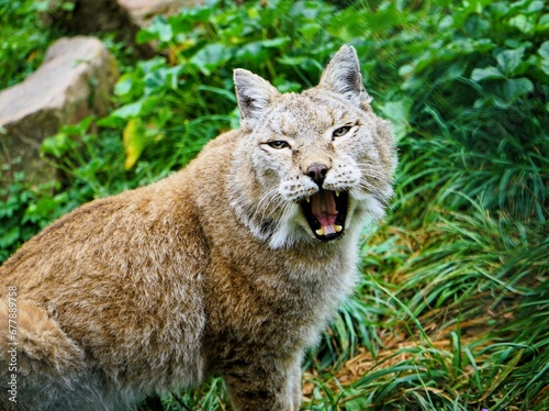 Close up of young lynx on green meadow hissing angrily into camera