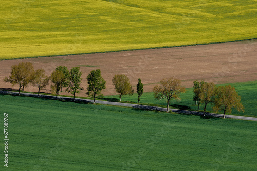 Obraz na płótnie agricultural crops in the spring in the field w salonie