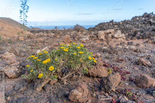 Fotografia desert plants flowering in the caldera blanca lava field, canaries, lanzarote