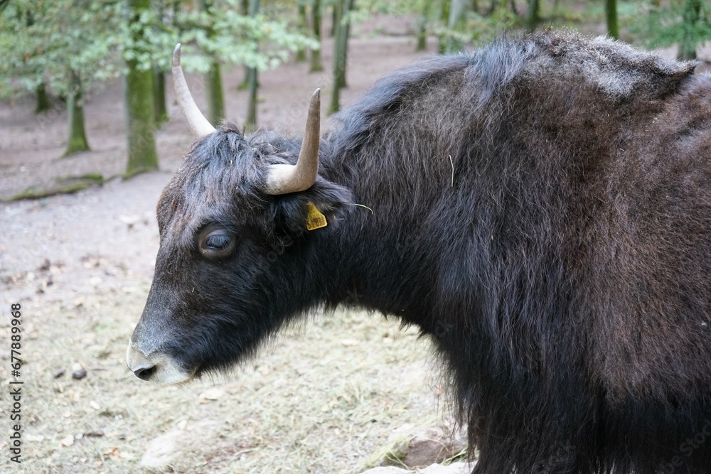 Close up of black yak with big horns, bos grunniens Close up of black yak with big horns, bos grunniens