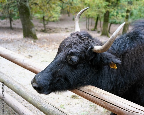 Close up of black yak with big horns, bos grunniens photo