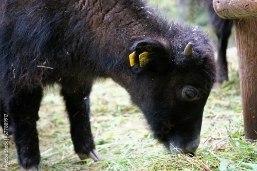Close up of the face of a black yak baby, Bos grunniens photo
