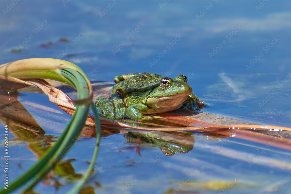 big pond frog sitting on a leaf in the sun