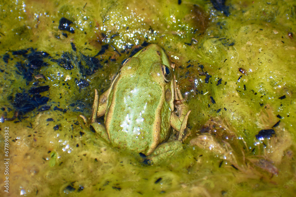 big pond frog sitting on a leaf in the sun 01