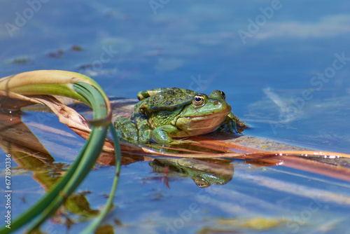 Obraz na płótnie big pond frog sitting on a leaf in the sun w salonie