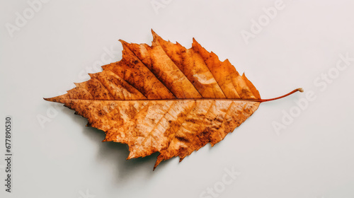 Mottled Leaf Natural Colors , Background For Banner, HD