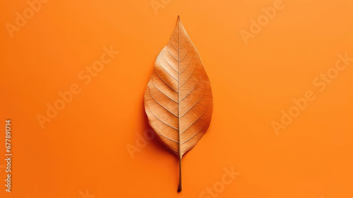 Orange Leaf Natural Colors , Background For Banner, HD