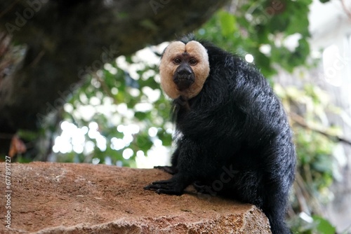 Close up of male white-faced saki monkey sitting on a rock  photo