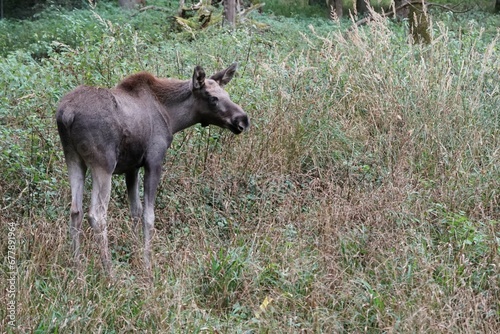 Photograph of a young brown moose in the forest in autumn