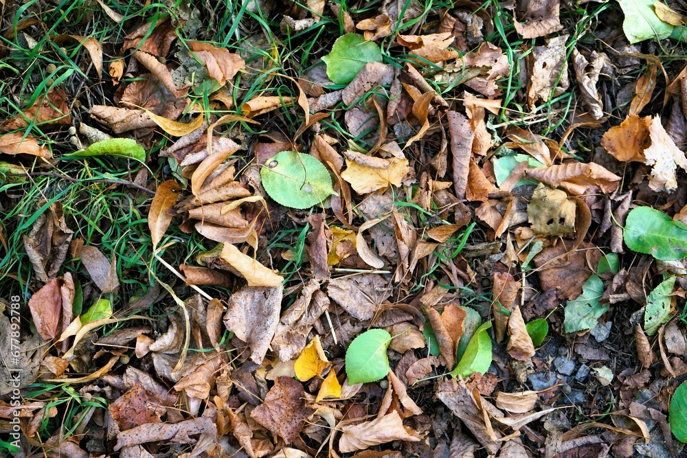 Ground covered with fallen brown and orange leaves, start of the season autumn Ground covered with fallen brown and orange leaves, start of the season autumn