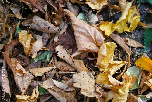 Ground covered with fallen brown and orange leaves, start of the season autumn