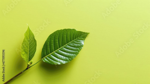 Lime Leaf Natural Colors , Background For Banner, HD