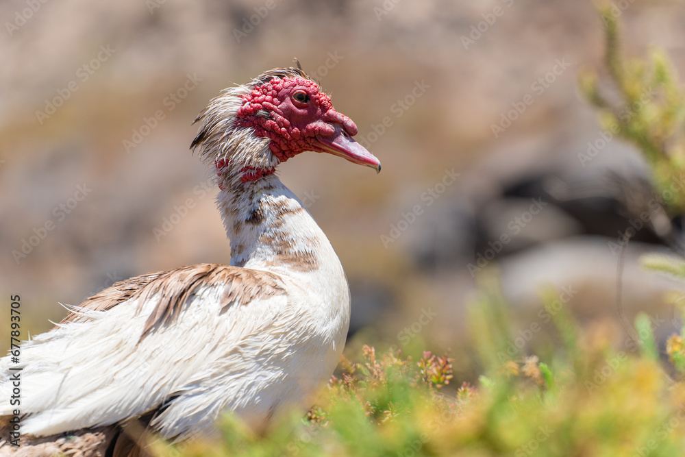Fototapeta premium Wild duck in Fuerteventura, los molinos, rural town facing the atlantic ocean