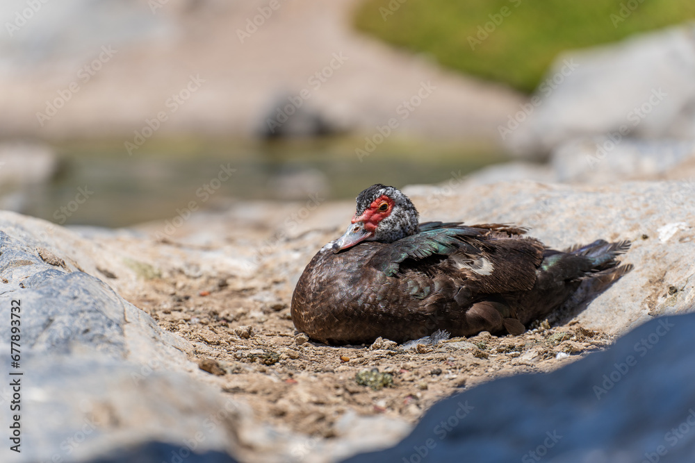 Wild duck in Fuerteventura, los molinos, rural town facing the atlantic ocean Wild duck in Fuerteventura, los molinos, rural town facing the atlantic ocean
