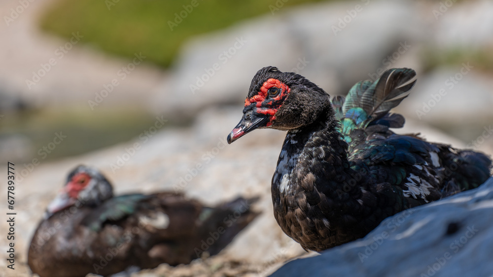 Fototapeta premium Wild duck in Fuerteventura, los molinos, rural town facing the atlantic ocean
