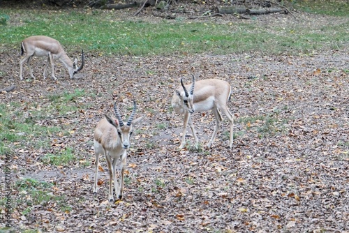 Group of persian goitered gazelles on a forest floor covered with leaves in search of food  photo