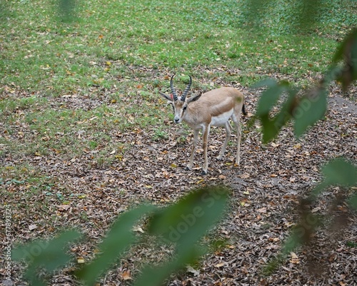 Vigilant persian goitered gazelle looks around the surroundings for predators  photo