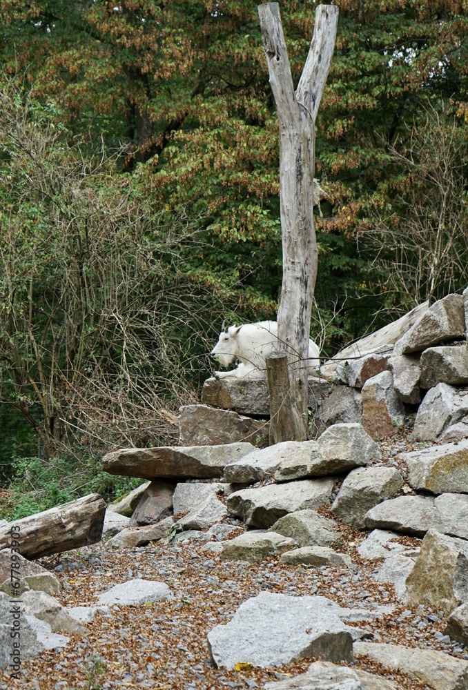 White mountain goat lying on a mountain of stones and branches White mountain goat lying on a mountain of stones and branches