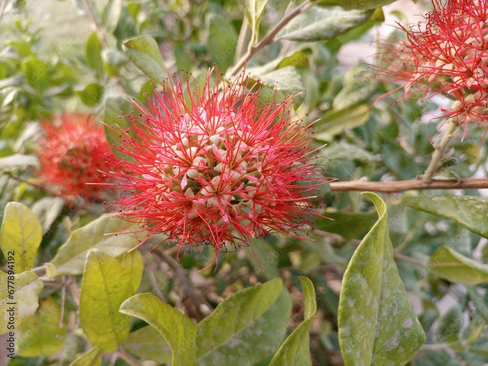 Shallow focus shot of the Combretum Constrictum flower Shallow focus shot of the Combretum Constrictum flower
