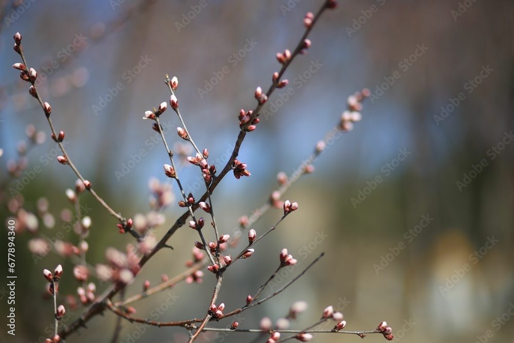 Tree branch blooming in spring in closeup Tree branch blooming in spring in closeup