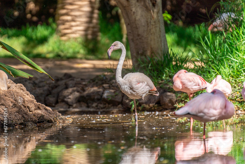 Flamingos with pink feathers in Oasis Zoo in La Lajita, Fuerteventura, Canary Islands Spain