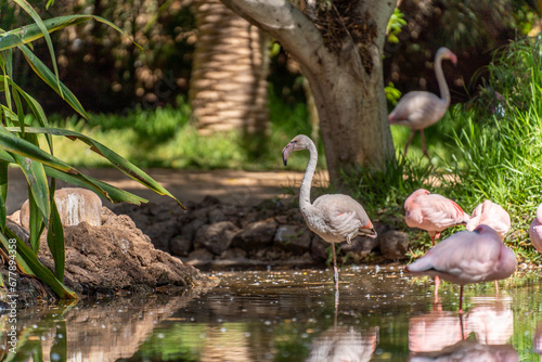 Flamingos with pink feathers in Oasis Zoo in La Lajita, Fuerteventura, Canary Islands Spain