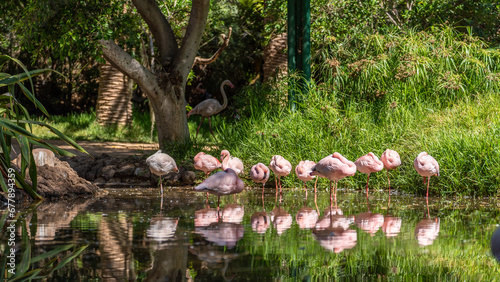 Flamingos with pink feathers in Oasis Zoo in La Lajita, Fuerteventura, Canary Islands Spain