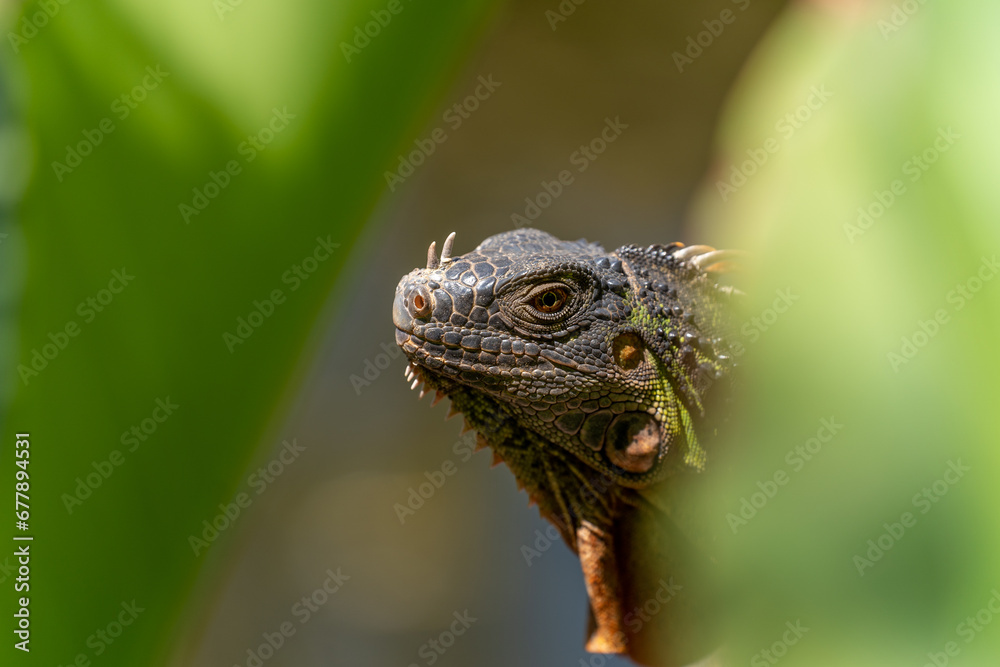 Fototapeta premium Detail of a green iguana in the leaves dragon Lanzarote nature reserve