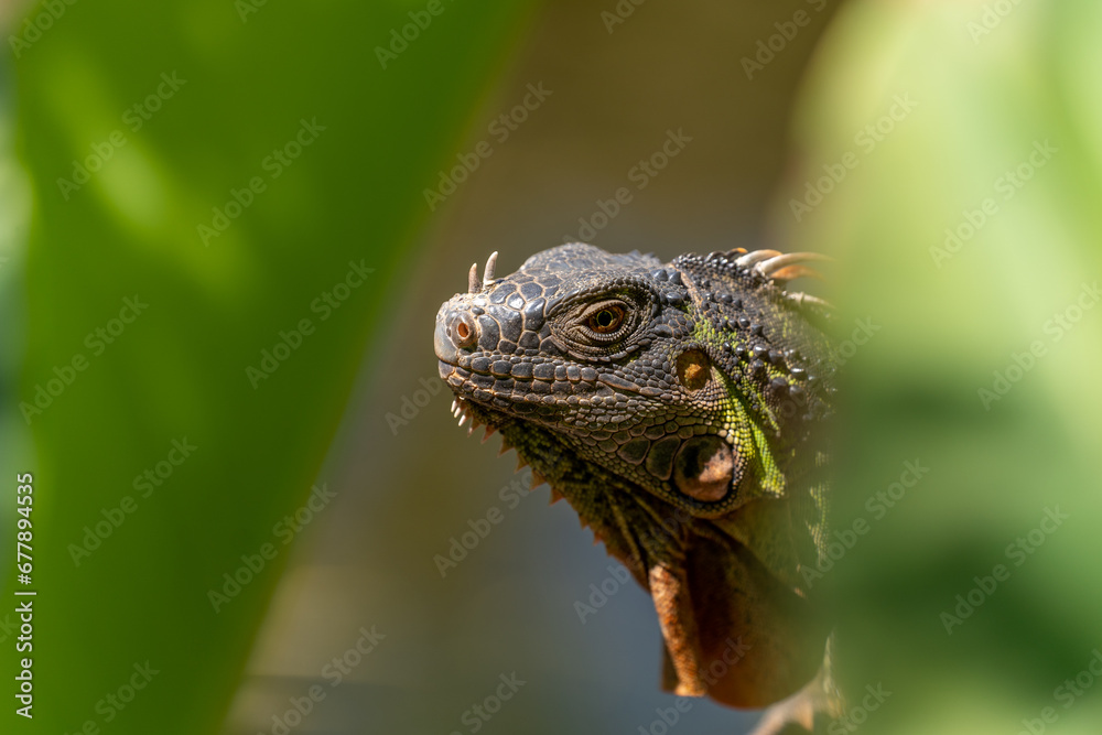 Fototapeta premium Detail of a green iguana in the leaves dragon Lanzarote nature reserve