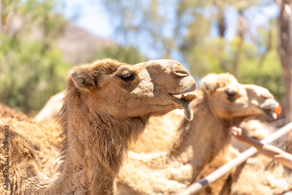 head of a dromedary (Camelus dromedarius) Arabian camel, or one-humped camel, is a large even-toed ungulate, of the genus Camelus, with one hump on its back. - obrazy, fototapety, plakaty 