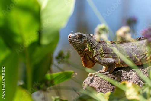Detail of a green iguana in the leaves dragon Lanzarote nature reserve