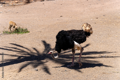 male ostrich under palm tree