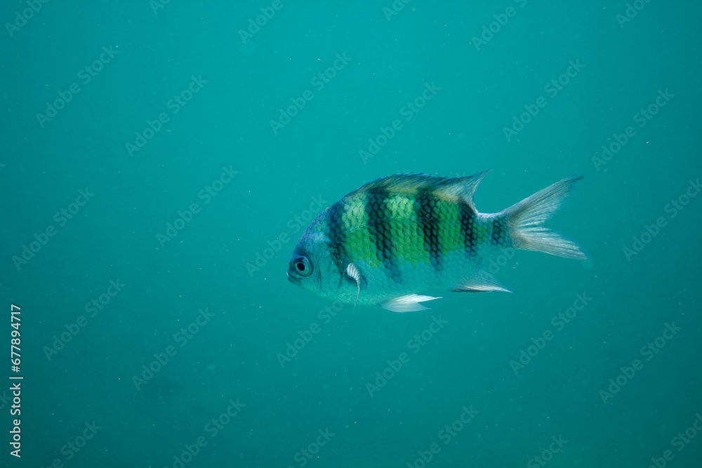 Fototapeta premium Close up of a Sergeant Major underwater in Koh Tao. Abudefduf