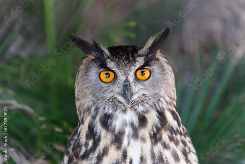 Eurasian eagle-owl Bubo bubo also called the Uhu closeup of orange eyes