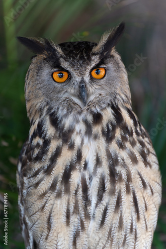 Eurasian eagle-owl Bubo bubo  also called the Uhu closeup of orange eyes