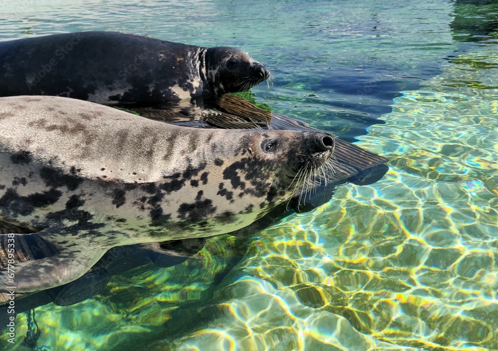 Fototapeta premium Grey seals sleeping on a wooden stage in the water, animal rescue, seals, gray seals 