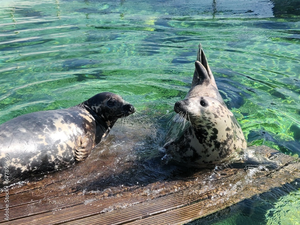 Fototapeta premium Grey seals sleeping on a wooden stage in the water, animal rescue, seals, gray seals 