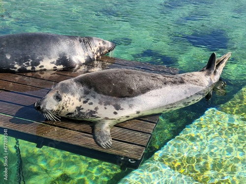Grey seals sleeping on a wooden stage in the water, animal rescue, seals, gray seals  photo