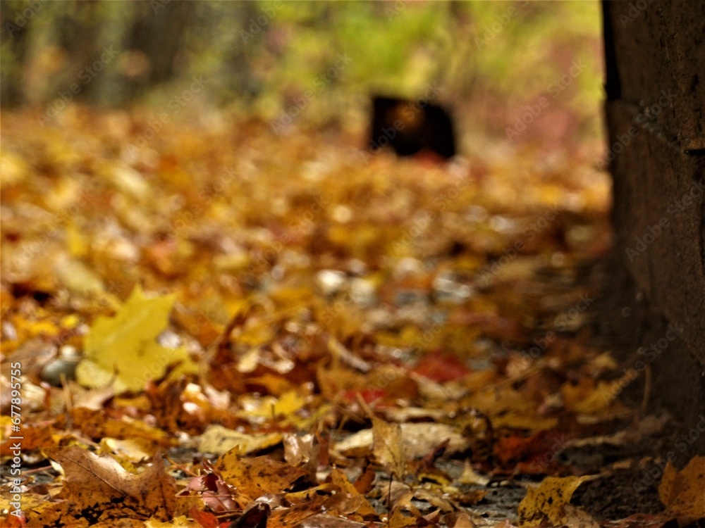 Dried fallen autumn leaves on the ground Dried fallen autumn leaves on the ground