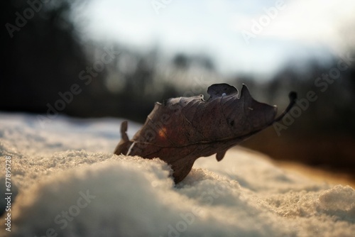 Closeup shot of a withered leaf in the snow in winter