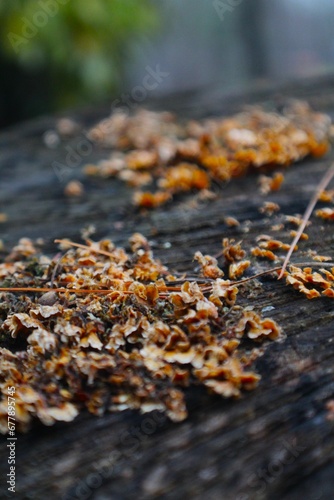 Closeup shot of dried flower on the wooden table