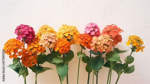 Lantana Natural Colors , Background For Banner, HD © ACE STEEL D