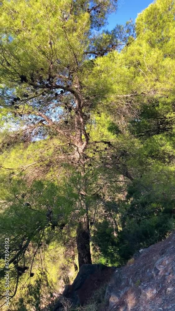 Mountain road to start point of Lucero peak trail of the Natural Park of Tejeda, Almijara and Alhama in Malaga, Andalusia, Spain Mountain road to start point of Lucero peak trail of the Natural Park of Tejeda, Almijara and Alhama in Malaga, Andalusia, Spain