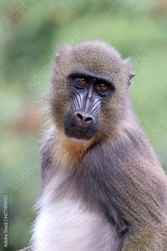 Close view of mandrill monkey (Mandrillus sphinx)
