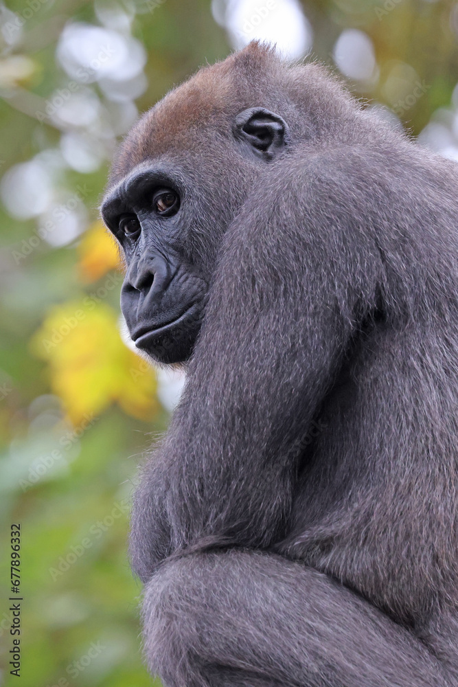 Fototapeta premium Close up shot of a cute western Lowland Gorilla