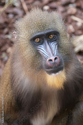 Close view of mandrill monkey (Mandrillus sphinx) © Edwin Butter